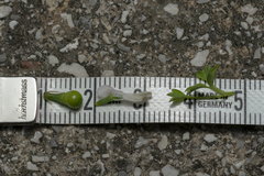 Fumaria macrocarpa