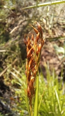 Rhynchospora brownii