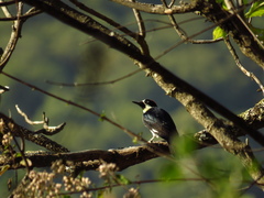 Melanerpes formicivorus