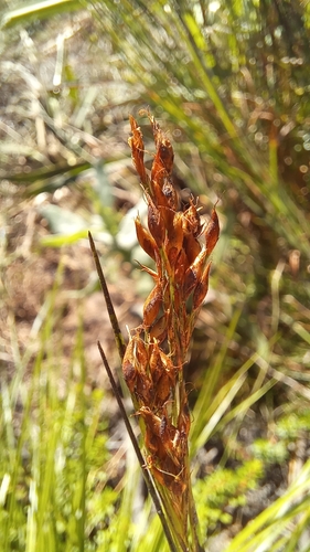 Image of Rhynchospora brownii by (c) kevin koen, some rights reserved (CC BY-SA)