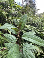 Miconia sintenisii