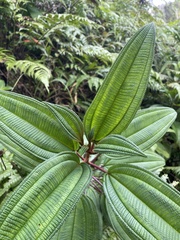 Miconia sintenisii