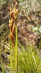 Rhynchospora brownii