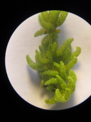 Anemia hirsuta
