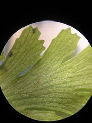 Anemia hirsuta