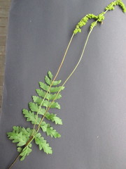 Anemia hirsuta