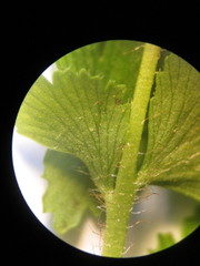 Anemia hirsuta