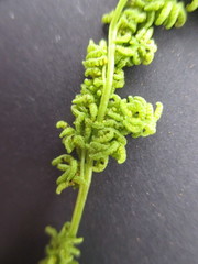 Anemia hirsuta
