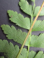 Anemia hirsuta
