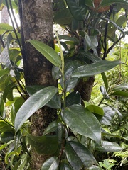 Magnolia splendens