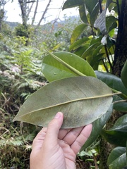 Magnolia splendens