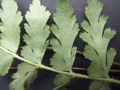Anemia hirsuta