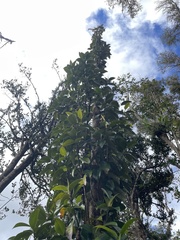 Magnolia splendens