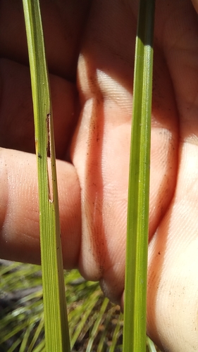 Image of Rhynchospora brownii by (c) kevin koen, some rights reserved (CC BY-SA)