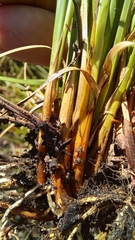 Rhynchospora brownii