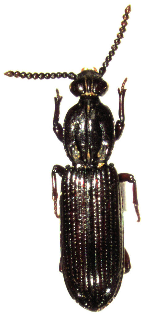 Kupeus