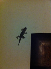Tarentola gomerensis