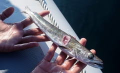 Merluccius merluccius