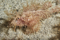 Pteroidichthys amboinensis