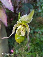 Phragmipedium