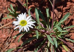 Townsendia grandiflora