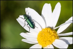 Psilothrix viridicoerulea