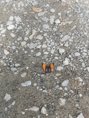 Marpesia marcella valetta