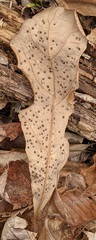 Neuroterus saltarius