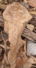 Neuroterus saltarius
