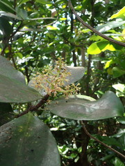 Elingamita johnsonii