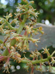 Elingamita johnsonii