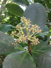 Elingamita johnsonii