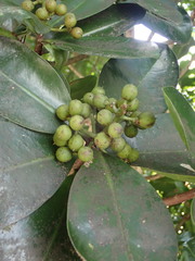 Elingamita johnsonii