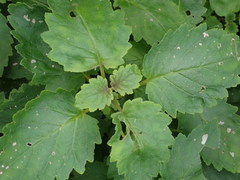 Jovellana sinclairii