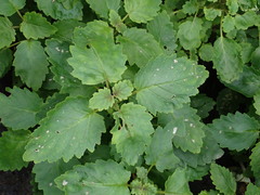 Jovellana sinclairii