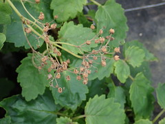 Jovellana sinclairii
