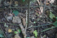 Zamia standleyi