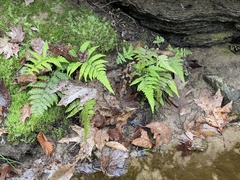 Deparia petersenii