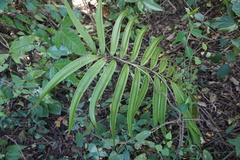 Zamia standleyi