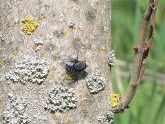 Calliphora vicina