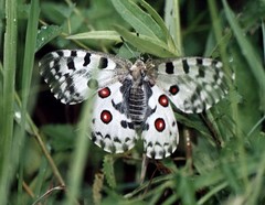 Parnassius nomion