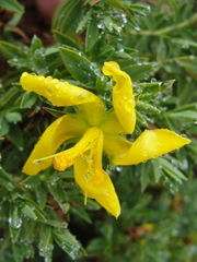 Hypericum irazuense