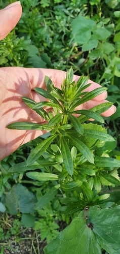 Galium aparine var. aparine image