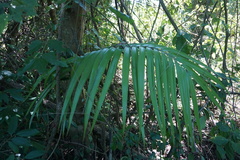 Zamia standleyi
