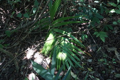 Zamia standleyi
