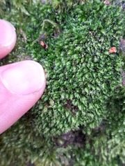 Ptychostomum moravicum