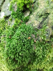 Ptychostomum moravicum