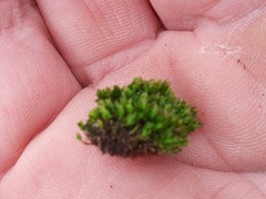 Ptychostomum moravicum