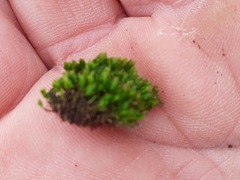 Ptychostomum moravicum