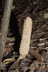 Zamia standleyi